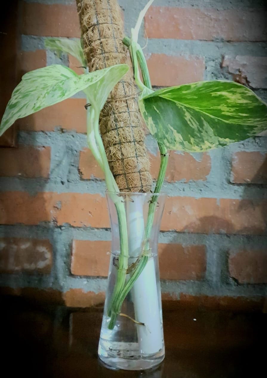 Roots Growing in a Glass of Water