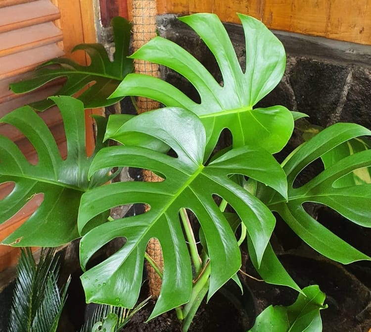 Tending a Monstera, Tending Patience